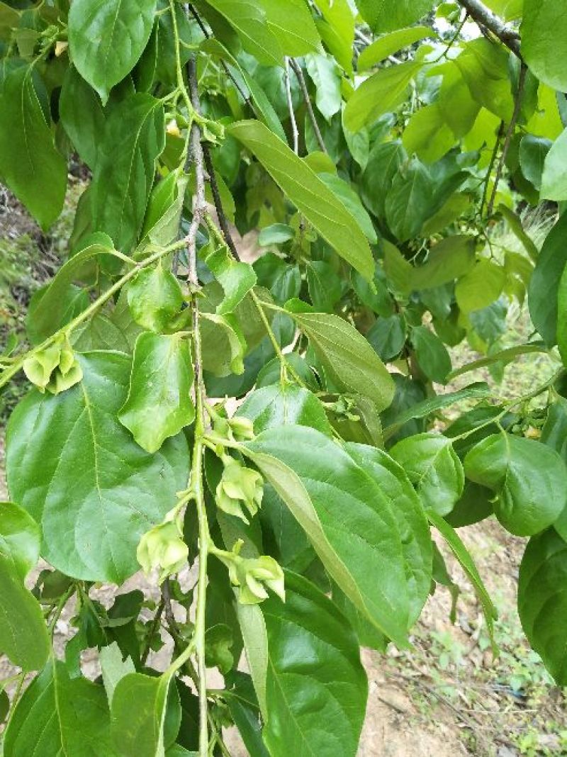 柿子树苗30~50cm