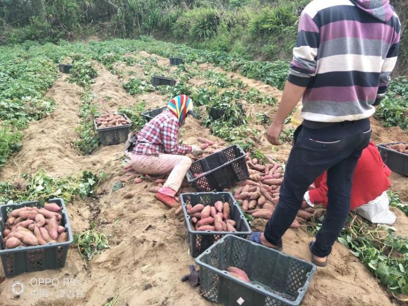 桥头地瓜小红薯紫心1两以上