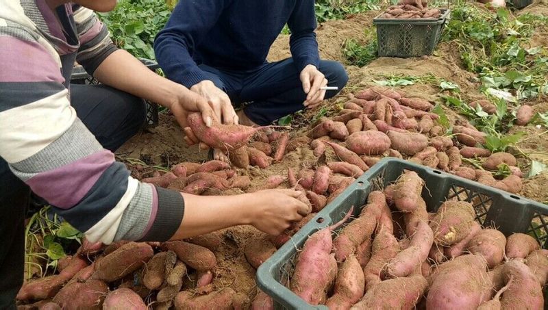 桥头地瓜小红薯紫心1两以上