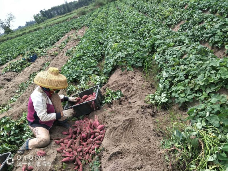 桥头地瓜小红薯紫心1两以上