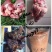 鹿心梅花鹿鲜鹿心梅花鹿干鹿心