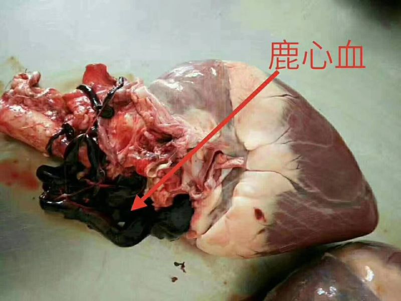 鹿心梅花鹿鲜鹿心梅花鹿干鹿心