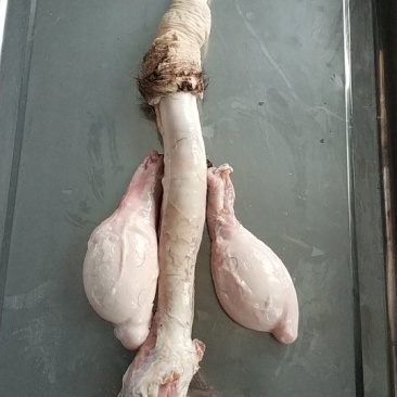 鹿鞭梅花鹿鲜鹿鞭大公鹿鞭