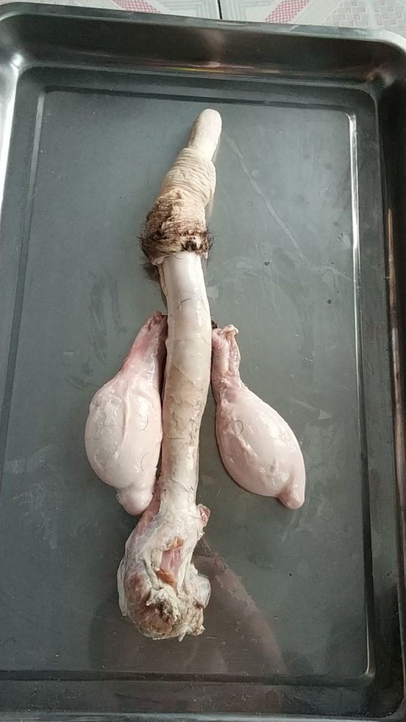 鹿鞭梅花鹿鲜鹿鞭大公鹿鞭