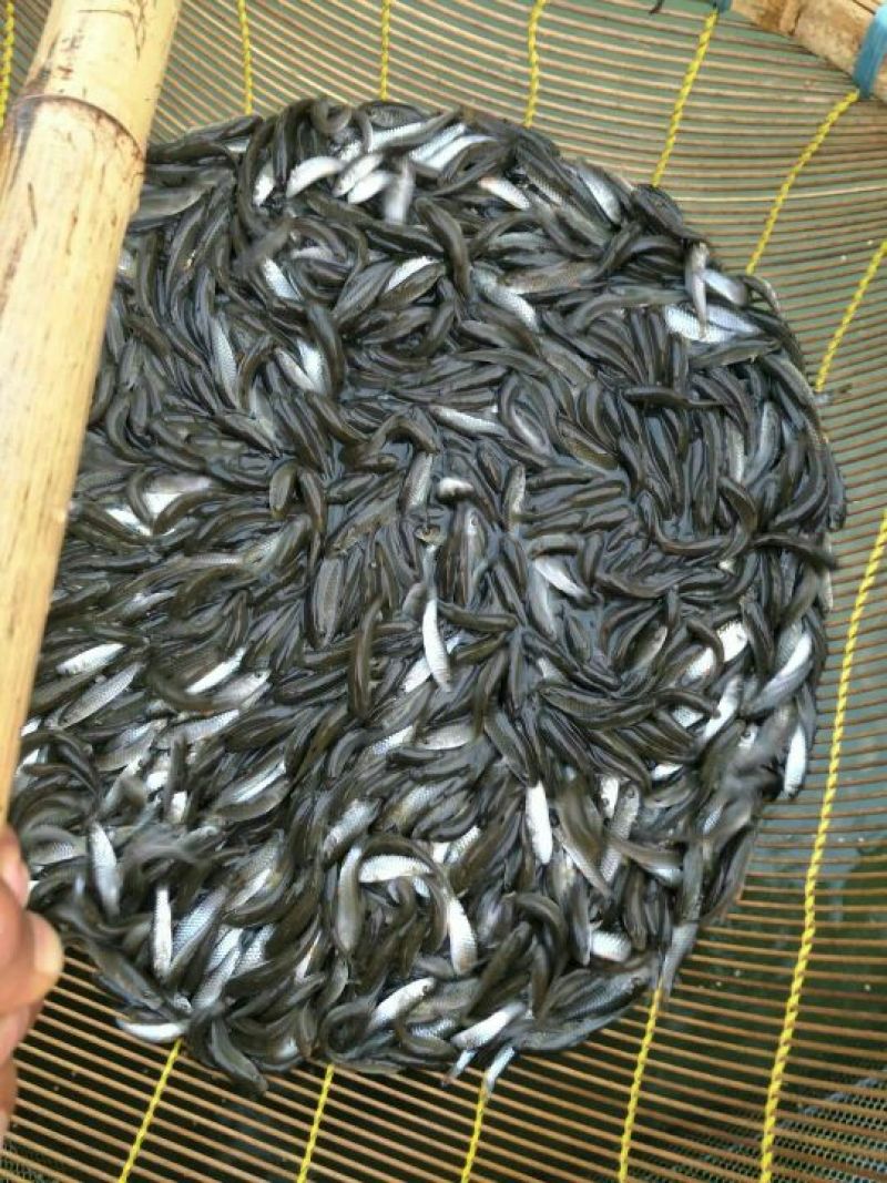 长江鱼完鱼苗8~10cm人工养殖，全国发货