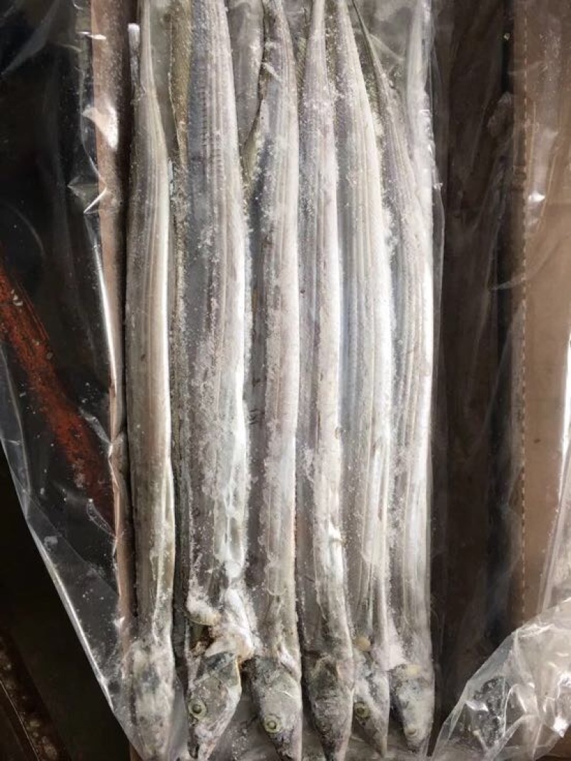 刀鱼食用冻鱼