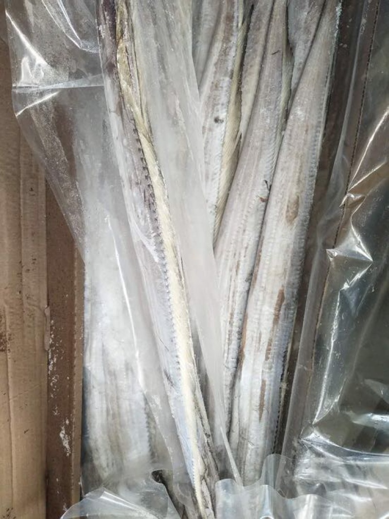 刀鱼食用冻鱼