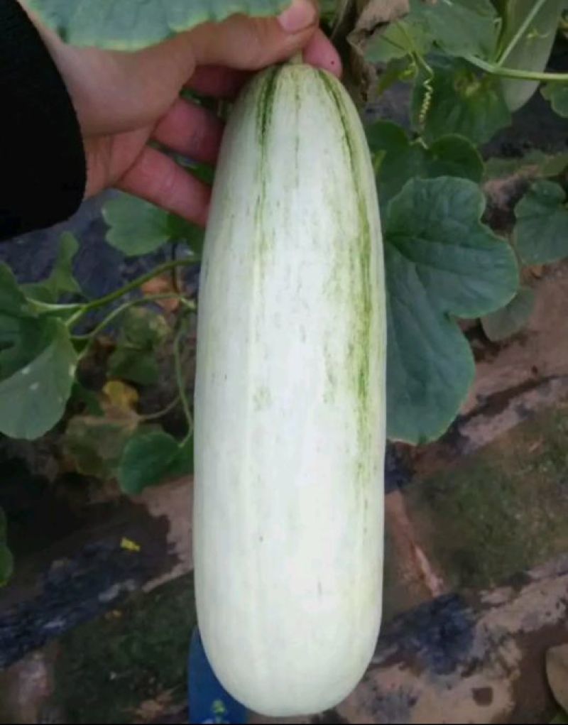 山东莘县博洋九号甜瓜羊角脆,羊角蜜，博洋61号甜瓜，代收