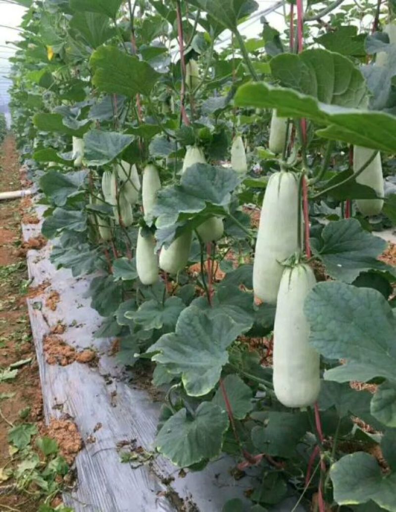 山东莘县博洋九号甜瓜羊角脆,羊角蜜，博洋61号甜瓜，代收
