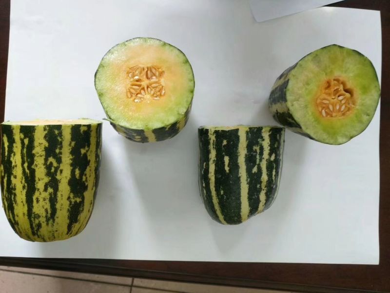 山东莘县博洋九号甜瓜羊角脆,羊角蜜，博洋61号甜瓜，代收