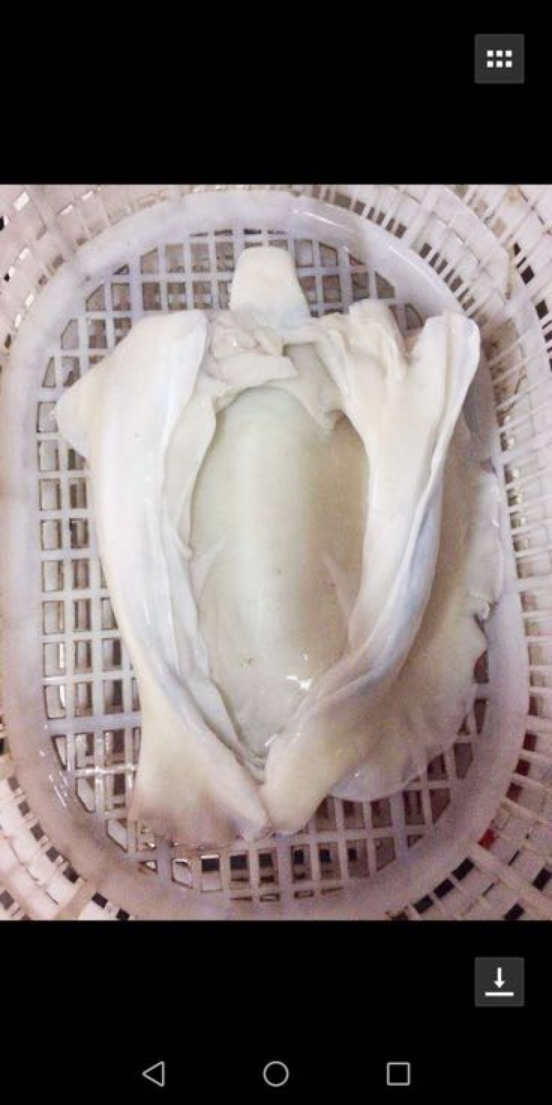 乌贼