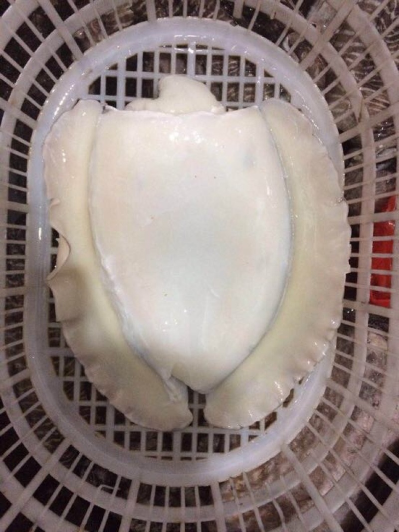 乌贼
