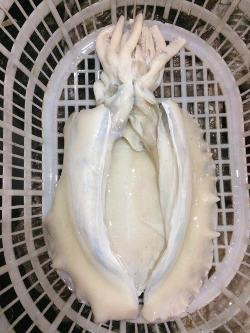 乌贼