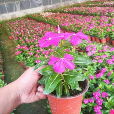 长春花