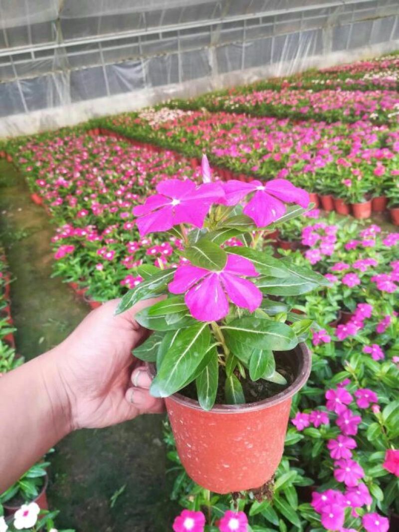 长春花