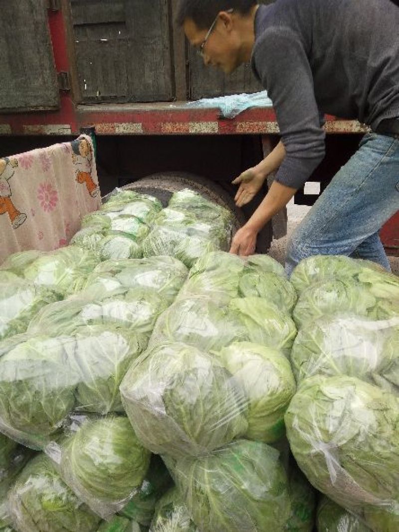精品甘蓝产地直供一手货源批发品质保证价格优惠