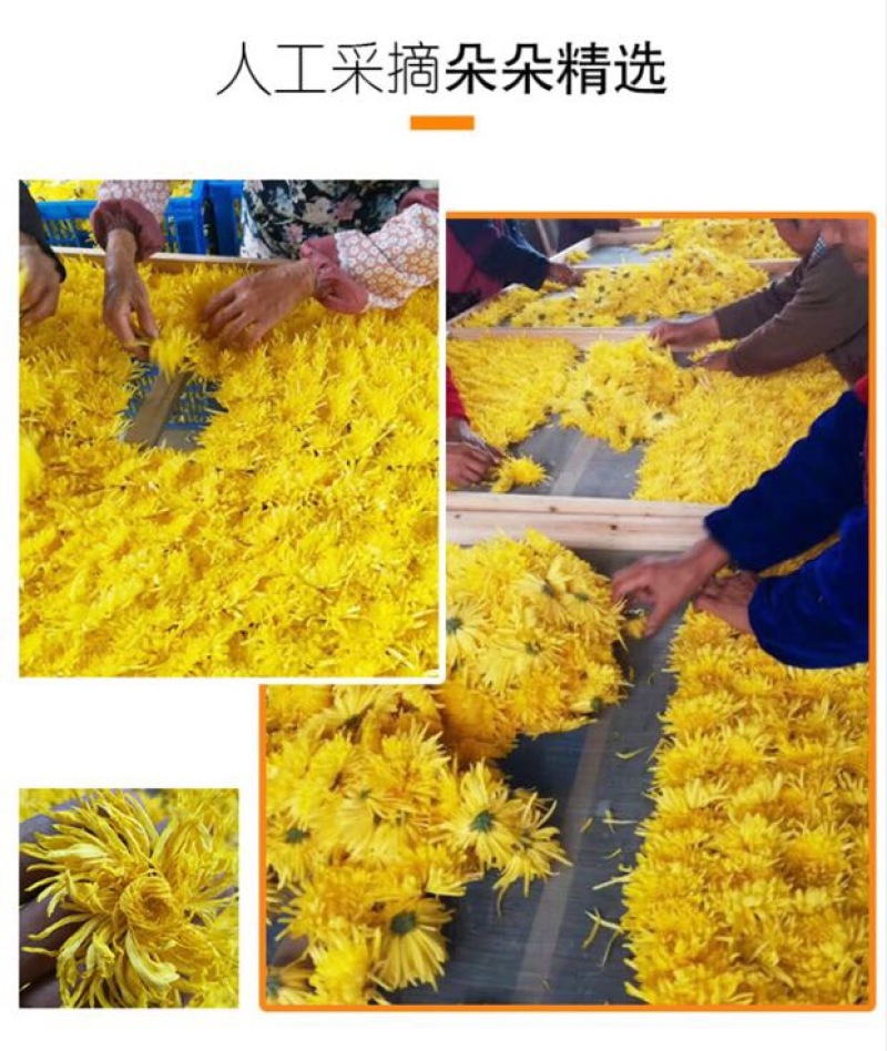 皇菊茶金丝皇菊20克罐装菊花茶叶