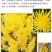 皇菊茶金丝皇菊20克罐装菊花茶叶