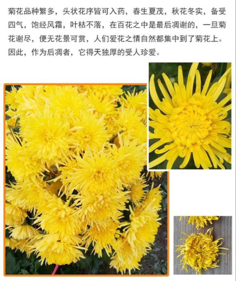 皇菊茶金丝皇菊20克罐装菊花茶叶