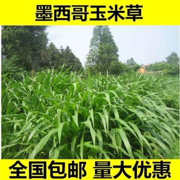墨西哥玉米草种子产量高适口性好发芽率高可货到付款