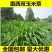 墨西哥玉米草种子产量高适口性好发芽率高可货到付款