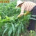 墨西哥玉米草种子产量高适口性好发芽率高可货到付款