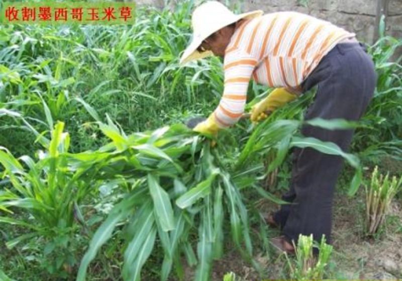 墨西哥玉米草种子产量高适口性好发芽率高可货到付款