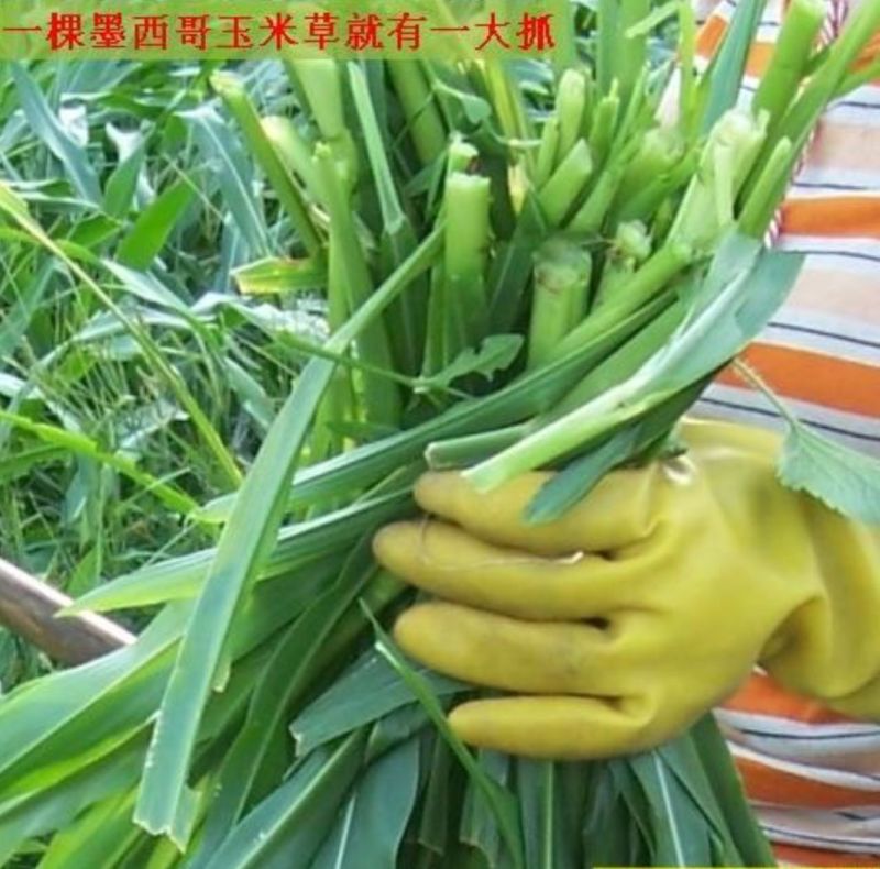 墨西哥玉米草种子产量高适口性好发芽率高可货到付款