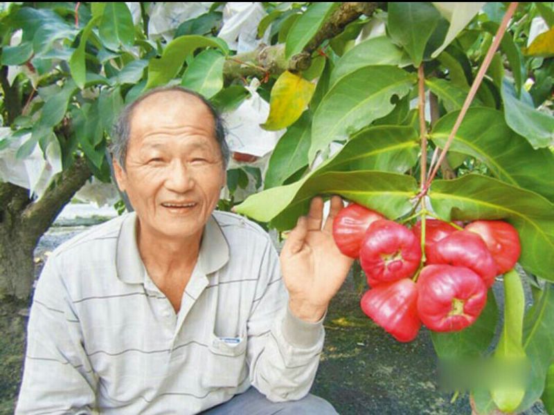 莲雾种苗