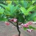 莲雾种苗