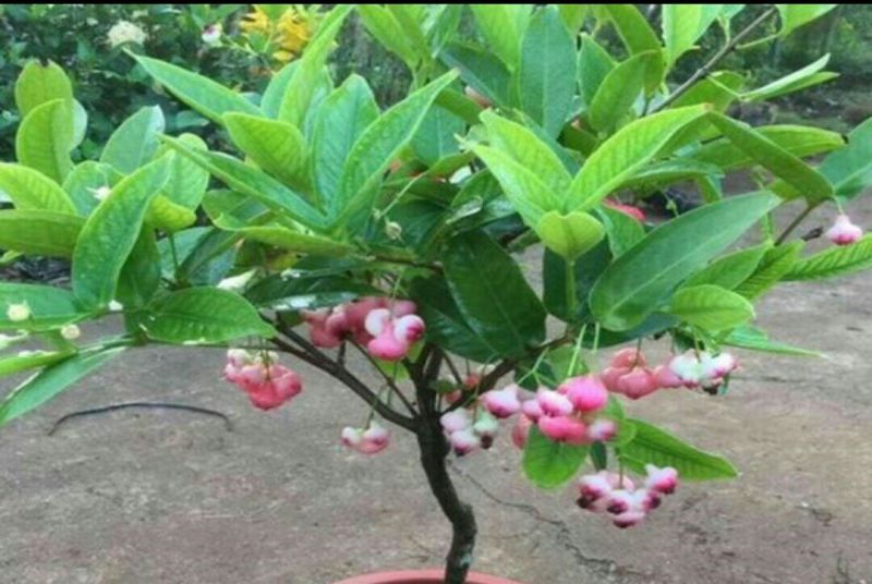 莲雾种苗