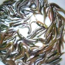 台湾泥鳅鱼苗人工养殖5~8cm