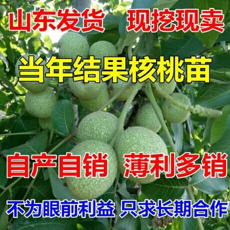 核桃苗50~100cm1~2年