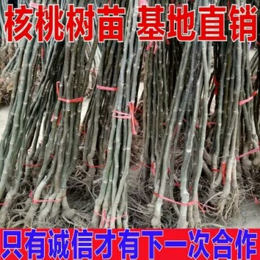 核桃苗50~100cm1~2年