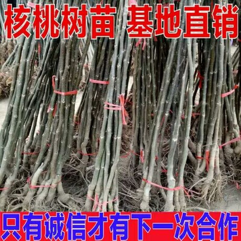 核桃苗50~100cm1~2年