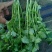 香菜20---30厘米左右