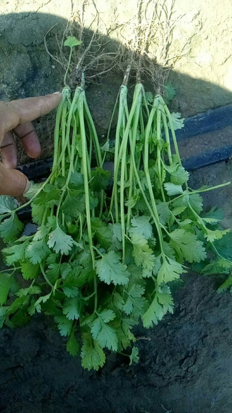 香菜20---30厘米左右