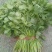香菜20---30厘米左右