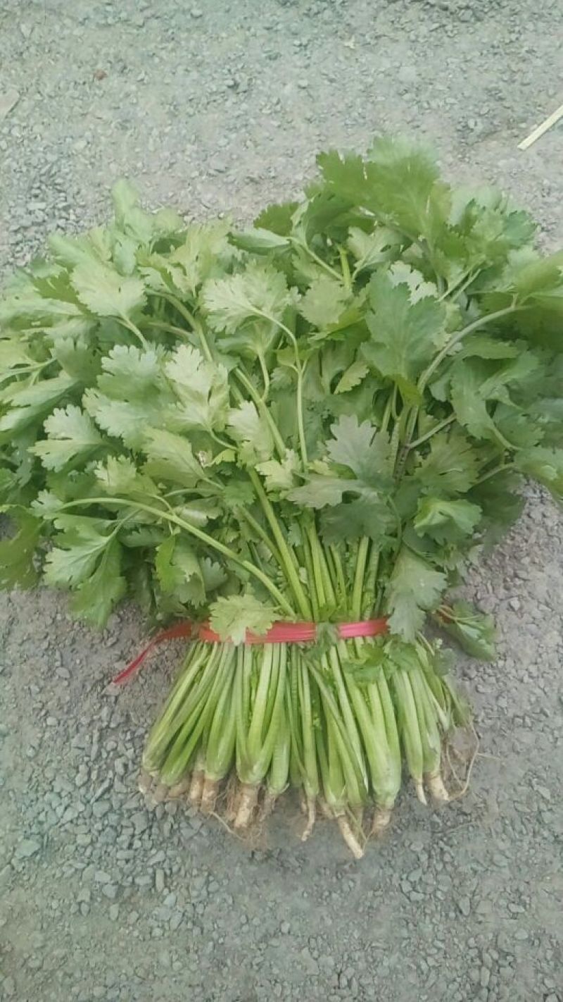 香菜20---30厘米左右