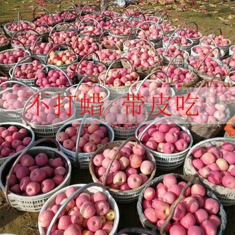 苹果60mm以上膜袋，包邮到家！快速发货！