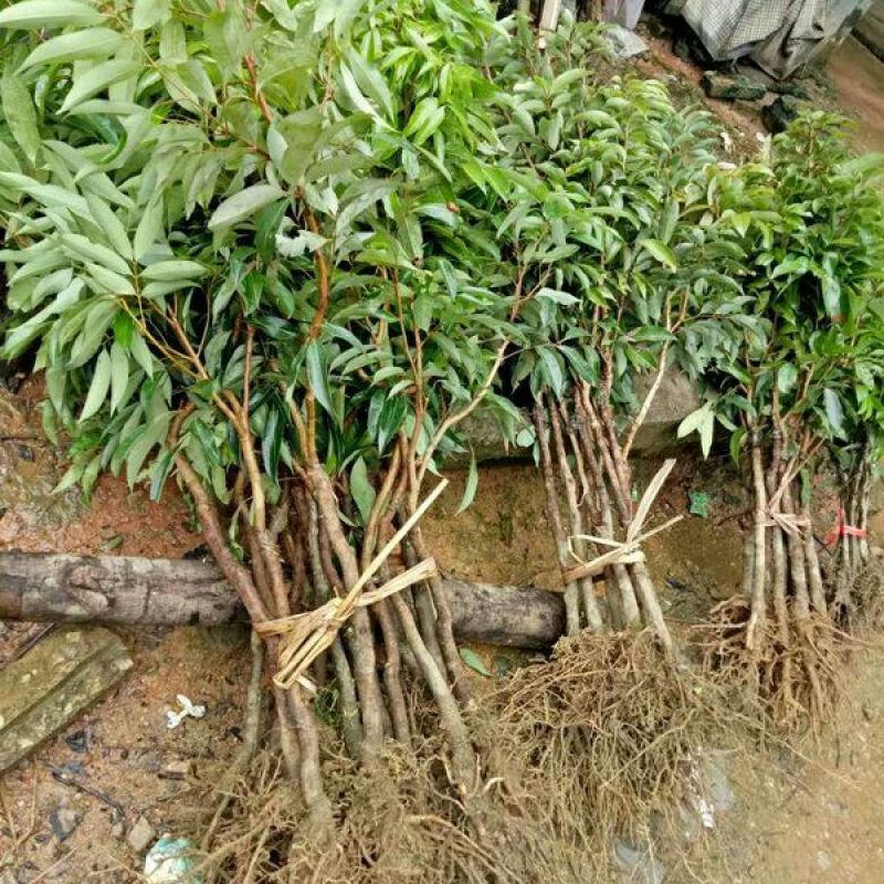 无核荔枝苗送生根粉