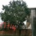 香泡20cm以上20cm以上4米以上