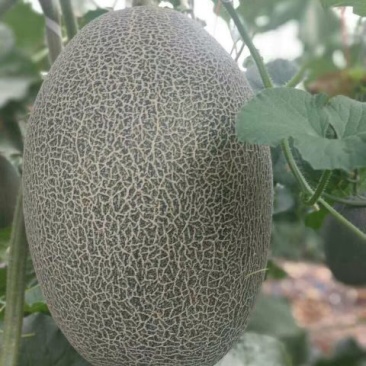 甜瓜苗哈蜜瓜苗