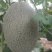 甜瓜苗哈蜜瓜苗