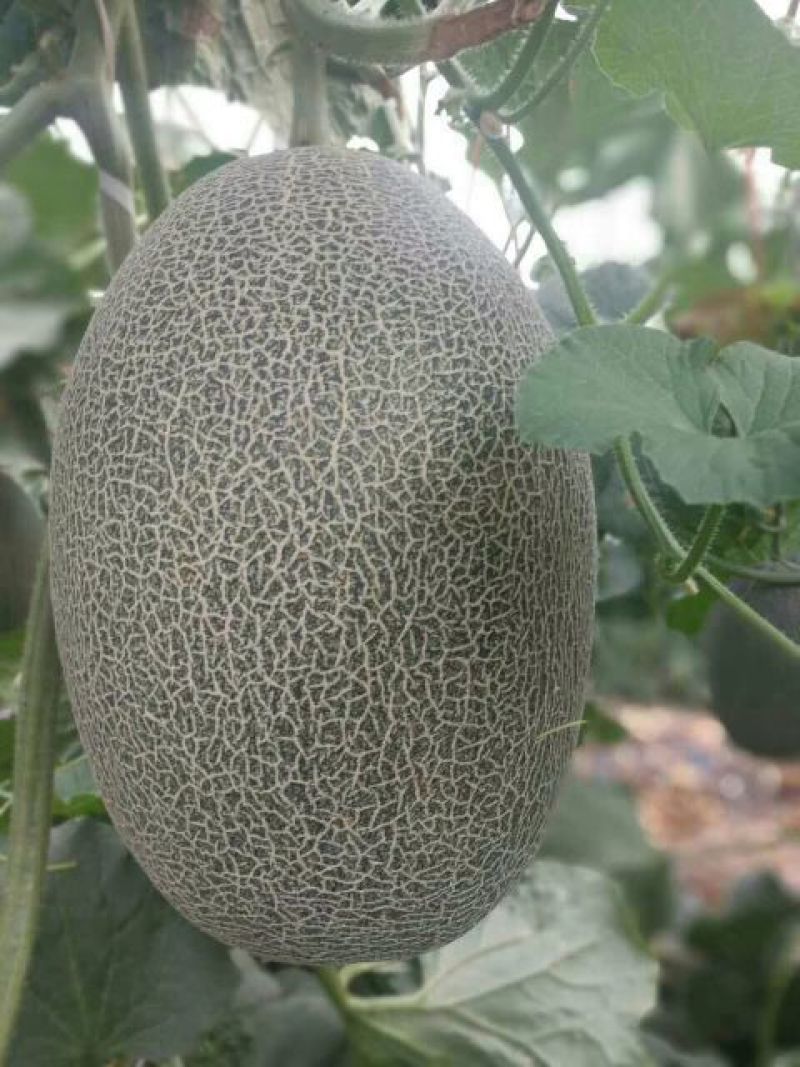 甜瓜苗哈蜜瓜苗