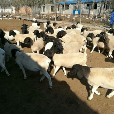 肉羊30~50斤/头