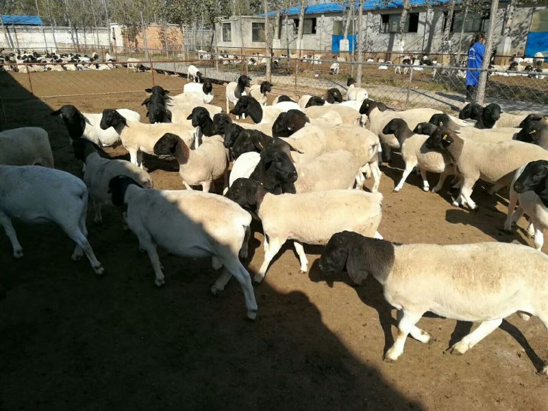 肉羊30~50斤/头