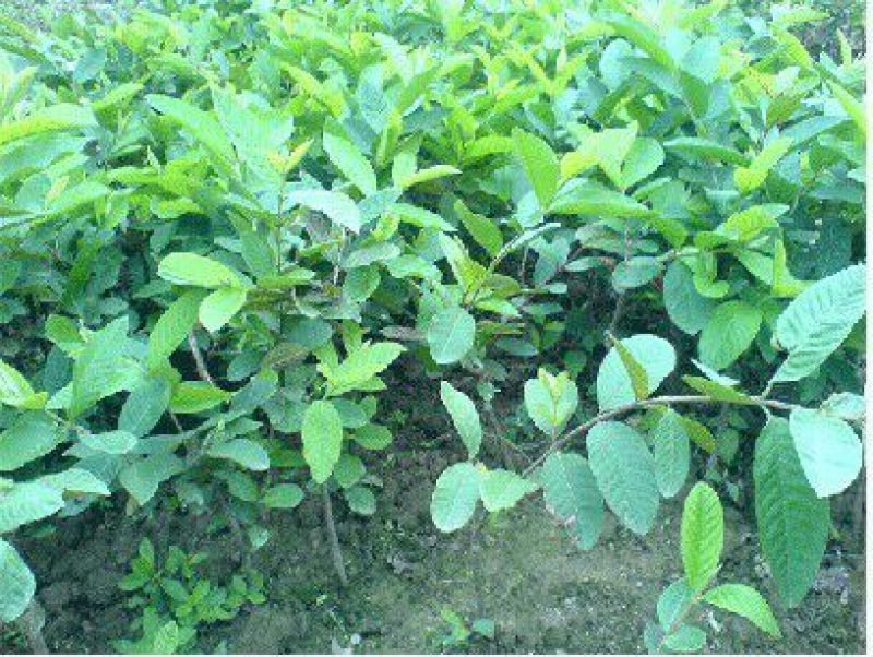 番石榴苗30~50cm