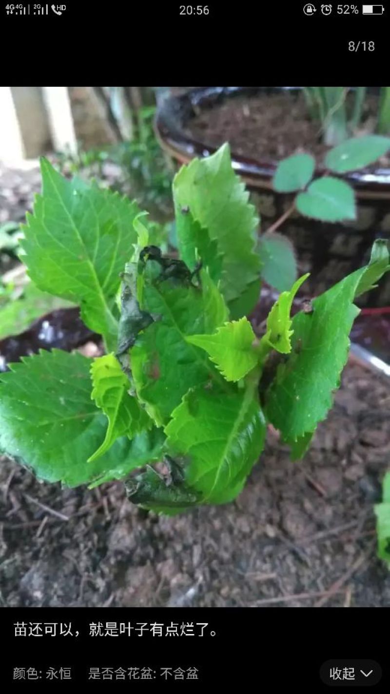 八仙花种苗