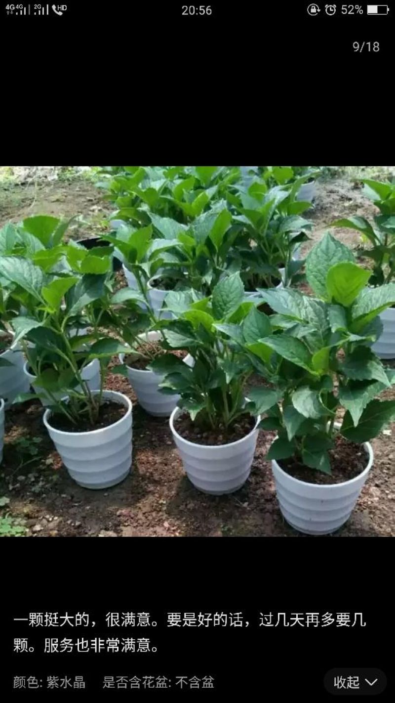 八仙花种苗